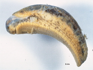  ( - BIOUG15001-C04)  @13 [ ] CreativeCommons - Attribution (2014) CBG Photography Group Centre for Biodiversity Genomics