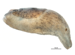  ( - BIOUG15001-G08)  @13 [ ] CreativeCommons - Attribution (2014) CBG Photography Group Centre for Biodiversity Genomics