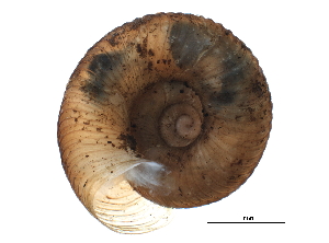  (Discus catskillensis - BIOUG15001-H02)  @14 [ ] CreativeCommons - Attribution (2014) CBG Photography Group Centre for Biodiversity Genomics