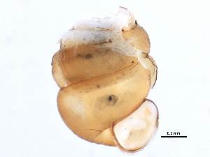  ( - BIOUG15235-F11)  @11 [ ] CreativeCommons - Attribution (2014) CBG Photography Group Centre for Biodiversity Genomics