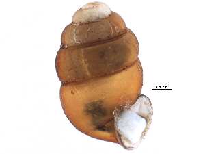  ( - BIOUG15235-G02)  @14 [ ] CreativeCommons - Attribution (2014) CBG Photography Group Centre for Biodiversity Genomics