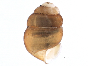  ( - BIOUG15235-G03)  @13 [ ] CreativeCommons - Attribution (2014) CBG Photography Group Centre for Biodiversity Genomics