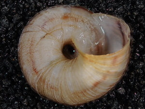  ( - BIOUG37881-D12)  @11 [ ] CreativeCommons - Attribution (2018) Annegret Nicolai Centre for Biodiversity Genomics