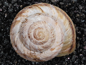  ( - BIOUG37881-D12)  @11 [ ] CreativeCommons - Attribution (2018) Annegret Nicolai Centre for Biodiversity Genomics