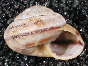  ( - BIOUG37881-D12)  @11 [ ] CreativeCommons - Attribution (2018) Annegret Nicolai Centre for Biodiversity Genomics