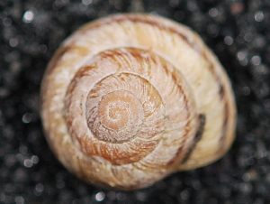 ( - BIOUG37881-F07)  @11 [ ] CreativeCommons - Attribution (2018) Annegret Nicolai Centre for Biodiversity Genomics