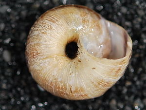  ( - BIOUG37881-F08)  @11 [ ] CreativeCommons - Attribution (2018) Annegret Nicolai Centre for Biodiversity Genomics