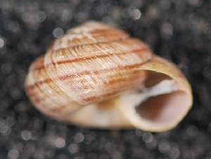  ( - BIOUG37881-F10)  @11 [ ] CreativeCommons - Attribution (2018) Annegret Nicolai Centre for Biodiversity Genomics