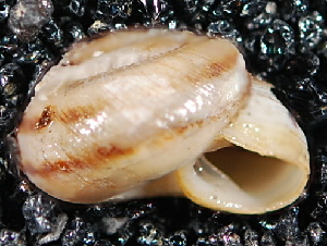  ( - BIOUG37881-F12)  @11 [ ] CreativeCommons - Attribution (2018) Annegret Nicolai Centre for Biodiversity Genomics