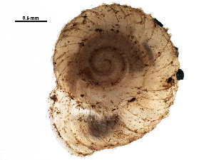  ( - BIOUG27664-A10)  @12 [ ] CreativeCommons - Attribution (2016) CBG Photography Group Centre for Biodiversity Genomics