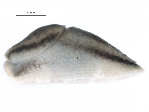  ( - BIOUG27664-C01)  @13 [ ] CreativeCommons - Attribution (2016) CBG Photography Group Centre for Biodiversity Genomics