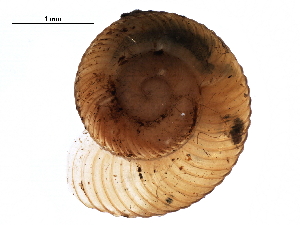  ( - BIOUG27664-D05)  @11 [ ] CreativeCommons - Attribution (2016) CBG Photography Group Centre for Biodiversity Genomics