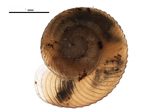  ( - BIOUG27664-D06)  @11 [ ] CreativeCommons - Attribution (2016) CBG Photography Group Centre for Biodiversity Genomics