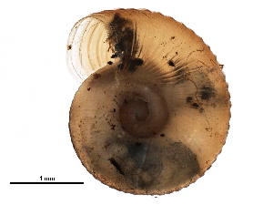  ( - BIOUG27664-D06)  @11 [ ] CreativeCommons - Attribution (2016) CBG Photography Group Centre for Biodiversity Genomics