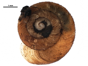  ( - BIOUG27664-D07)  @11 [ ] CreativeCommons - Attribution (2016) CBG Photography Group Centre for Biodiversity Genomics