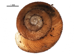  ( - BIOUG27664-D08)  @11 [ ] CreativeCommons - Attribution (2016) CBG Photography Group Centre for Biodiversity Genomics