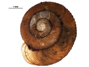  ( - BIOUG27664-D09)  @11 [ ] CreativeCommons - Attribution (2016) CBG Photography Group Centre for Biodiversity Genomics