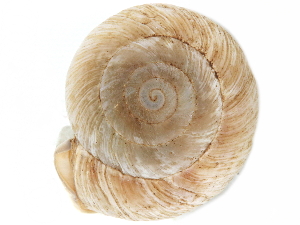  ( - BIOUG27664-E03)  @11 [ ] CreativeCommons - Attribution (2016) CBG Photography Group Centre for Biodiversity Genomics