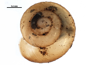  ( - BIOUG27664-E06)  @14 [ ] CreativeCommons - Attribution (2016) CBG Photography Group Centre for Biodiversity Genomics