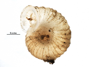  ( - BIOUG27664-F12)  @12 [ ] CreativeCommons - Attribution (2016) CBG Photography Group Centre for Biodiversity Genomics