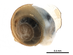  ( - BIOUG27665-H10)  @11 [ ] CreativeCommons - Attribution (2016) CBG Photography Group Centre for Biodiversity Genomics