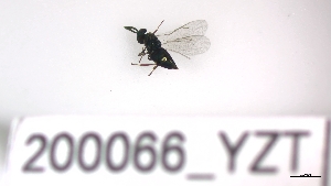  ( - 200066_YZT)  @11 [ ] by-nc-sa (2023) Unspecified Tromsoe University Museum