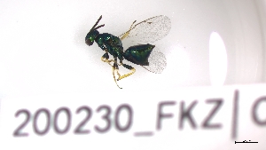  ( - 200230_FKZ)  @11 [ ] by-nc-sa (2023) Unspecified Tromsoe University Museum