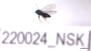  ( - 220024_NSK)  @11 [ ] by-nc-sa (2023) Unspecified Tromsoe University Museum