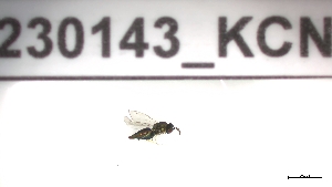  ( - 230143_KCN)  @11 [ ] by-nc-sa (2023) Unspecified Tromsoe University Museum