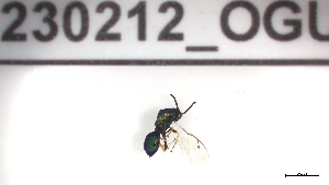  (Lamprotatus novickyi - 230212_OGU)  @11 [ ] by-nc-sa (2023) Unspecified Tromsoe University Museum