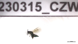  (Thektogaster - 230315_CZW)  @11 [ ] by-nc-sa (2023) Unspecified Tromsoe University Museum