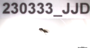  (Holcaeus decipiens - 230333_JJD)  @11 [ ] by-nc-sa (2023) Unspecified Tromsoe University Museum