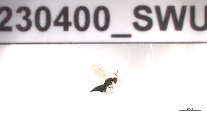  (Pteromalus cyniphidis - 230400_SWU)  @11 [ ] by-nc-sa (2023) Unspecified Tromsoe University Museum