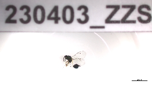  (Glyphognathus convexus - 230403_ZZS)  @11 [ ] by-nc-sa (2023) Unspecified Tromsoe University Museum