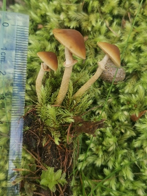  (Pholiotina sp - HMJAU64972)  @11 [ ] Copyright © (2023) Burenbaatar Botanical garden and research institute