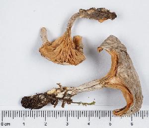  ( - GAJ.11326)  @11 [ ] by-nc (2019) Marko Mutanen University of Oulu