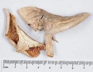  ( - GAJ.11327)  @11 [ ] by-nc (2019) Marko Mutanen University of Oulu