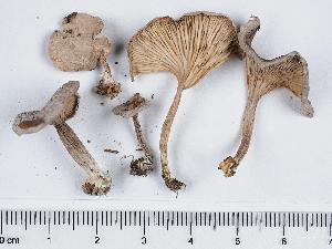  ( - GAJ.11331)  @11 [ ] by-nc (2019) Marko Mutanen University of Oulu