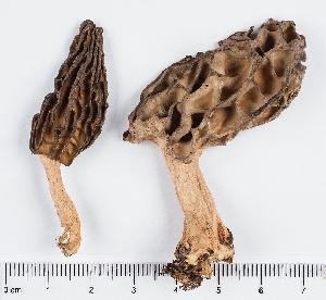  (Morchella eximioides - GAJ.11390)  @11 [ ] by-nc (2019) Marko Mutanen University of Oulu