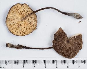  (Melanoleuca stridula - GAJ.11407)  @11 [ ] by-nc (2019) Marko Mutanen University of Oulu