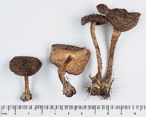  (Melanoleuca brachyspora - GAJ.11412)  @11 [ ] by-nc (2019) Marko Mutanen University of Oulu