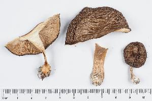  (Melanoleuca brachyspora - GAJ.11414)  @11 [ ] by-nc (2019) Marko Mutanen University of Oulu