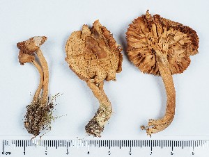  ( - GAJ.11440)  @11 [ ] by-nc (2019) Marko Mutanen University of Oulu
