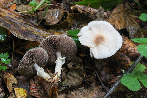  (Agaricus gemellatus - GAJ.14978)  @11 [ ] c (2022) Tapio Kekki University of Oulu