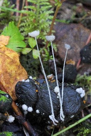  (Coprinopsis stercorea - GAJ.15003)  @11 [ ] c (2021) Tapio Kekki University of Oulu