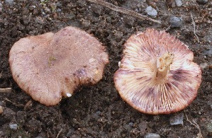  (Lactarius brunneoviolaceus - GAJ.15208)  @11 [ ] c (2018) Tero Taipale University of Oulu