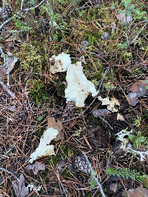  (Albatrellus subrubescens - GAJ.10515)  @11 [ ] by-sa (2020) Petteri Muuruvirta University of Oulu