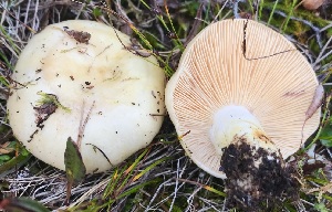  (Lactarius dryadophilus - GAJ.15286)  @11 [ ] All rights reserved (2022) Tero Taipale University of Oulu