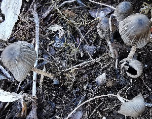  (Coprinopsis echinospora - GAJ.15345)  @11 [ ] All rights reserved (2022) Seppo Huhmarniemi University of Oulu