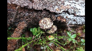  (Trichoderma pulvinatum - GAJ.16648)  @11 [ ] by-nc (2023) Matti Kulju University of Oulu